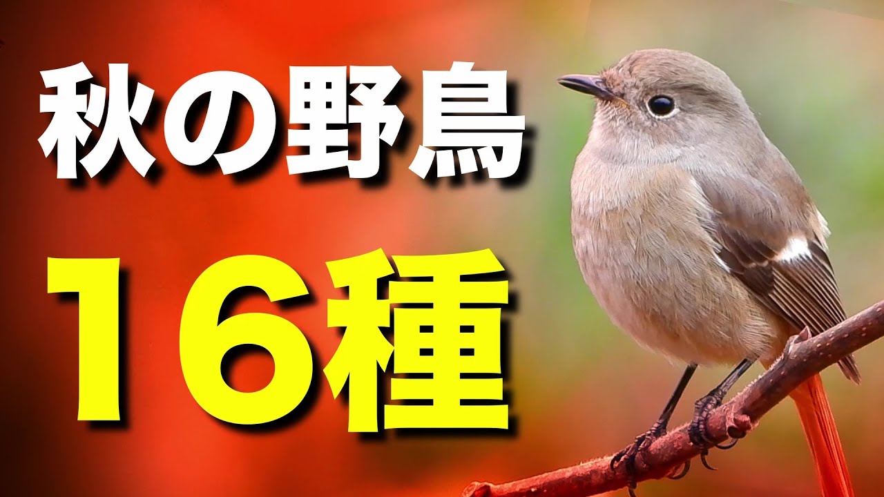 秋に見られる美しい野鳥たちを解説します！【初心者向け・鳴き声付き】