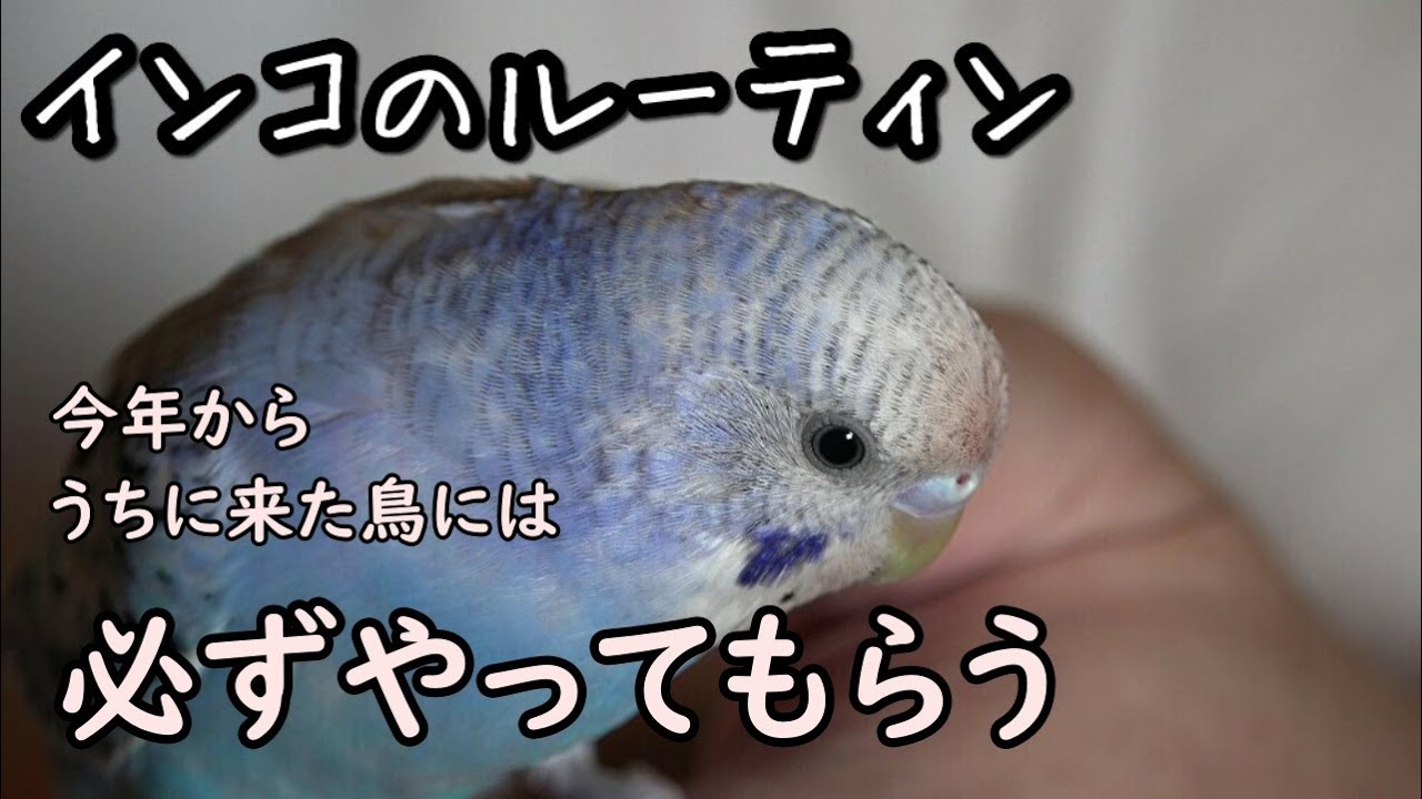 【セキセイインコ 雛】今年からお迎えした鳥に必ず訪れる試練。成長になってから信頼関係を崩さないよう訓練を受けていただきます!!