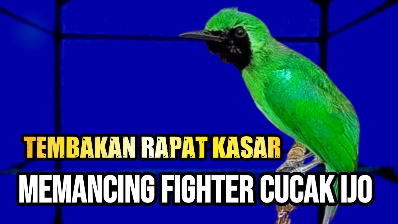 PANCINGAN CUCAK IJO SUPER GACOR DIJAMIN AMPUH MEMBUAT CUCAK IJO BAHAN AUTO JAMTROK