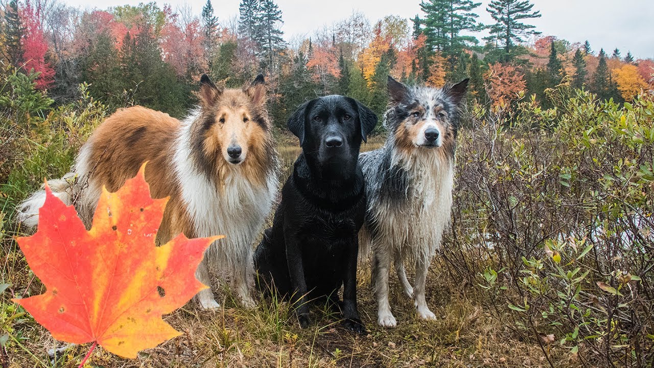 A Beautiful Fall Hike with My Dogs