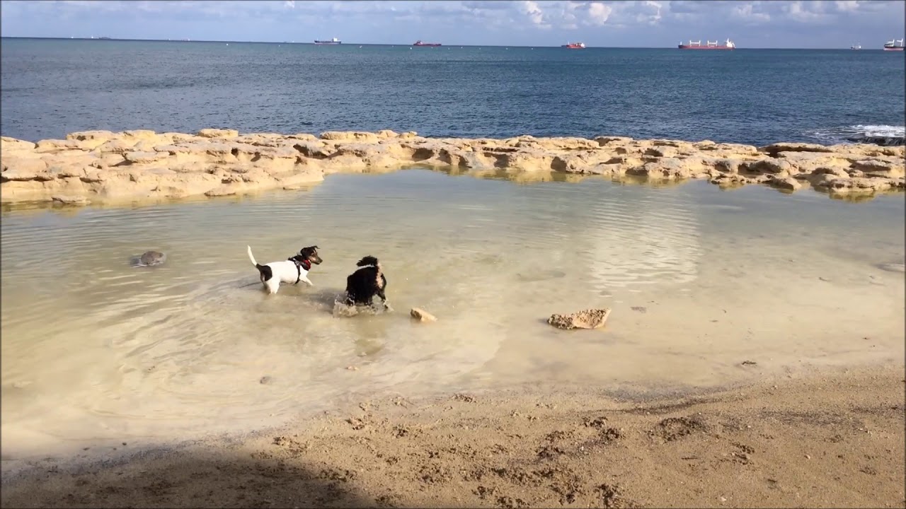 TravellerDog Discovers Peters Pool, Malta