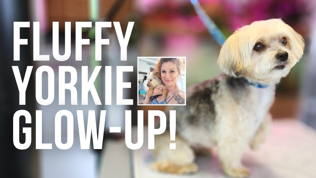Grooming a Yorkie (full grooming session)