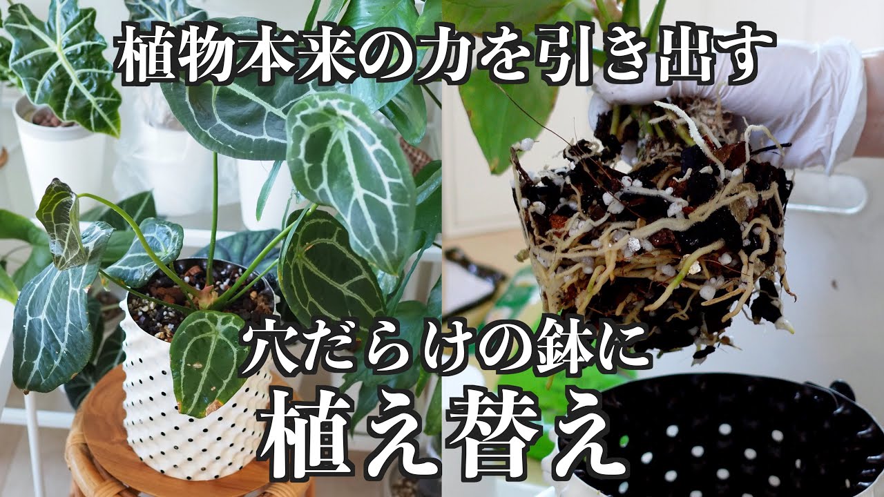 【新シリーズ始動】ゆるっと植え替えするだけの動画｜アンスリウム｜ルートプラスポット｜観葉・熱帯植物