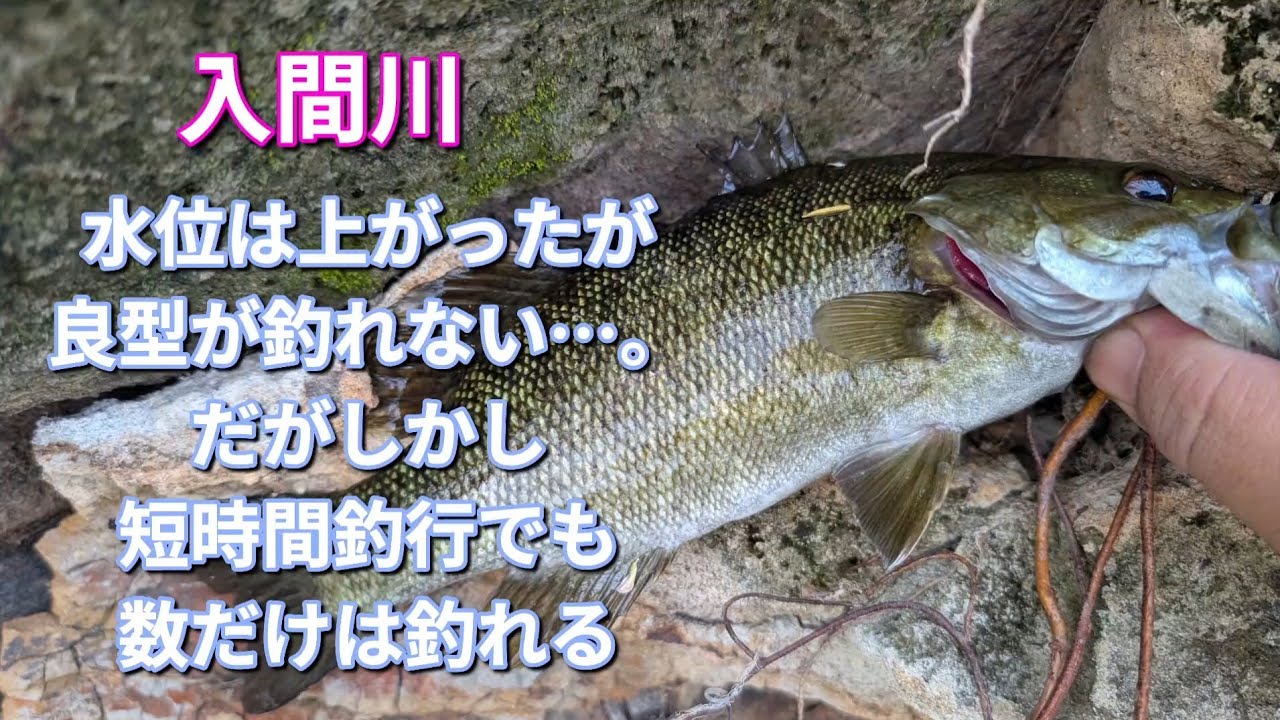 ゲリラ豪雨で水位の戻った入間川で魚釣り