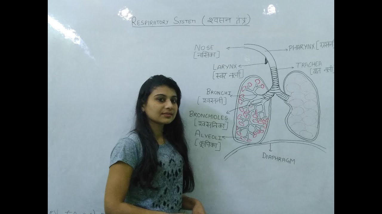 BIOLOGY श्वसन तंत्र (RESPIRATORY SYSTEM)