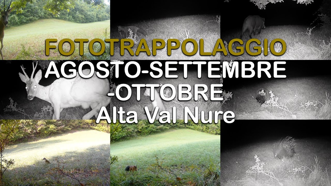 Fototrappolaggio Agosto - Settembre - Ottobre 2023 [Ferriere Alta Val Nure - Piacenza]
