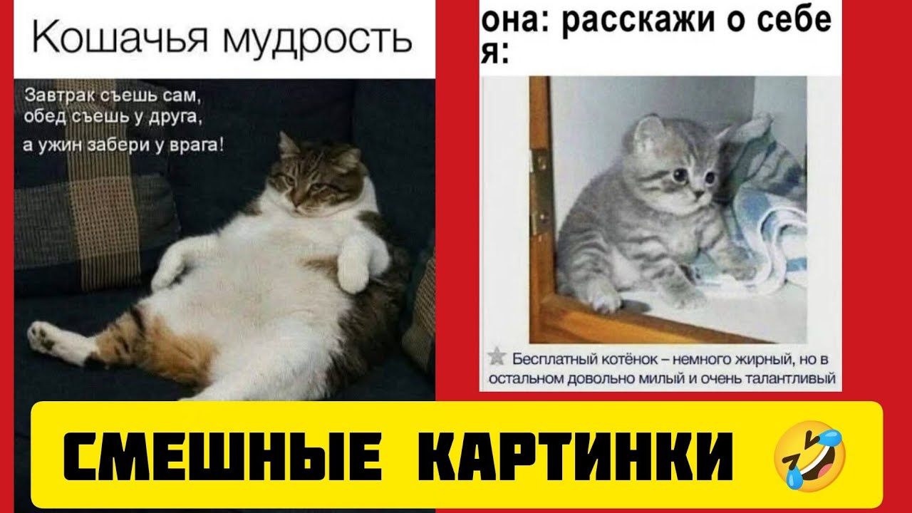 она: расскажи о себе я:котёнок😸 - немного жирный, но в остальном довольно милый и очень талантливый🤣