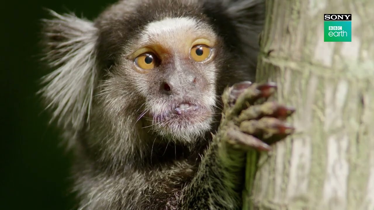 Sony BBC earth hidden Kingdom promotional video