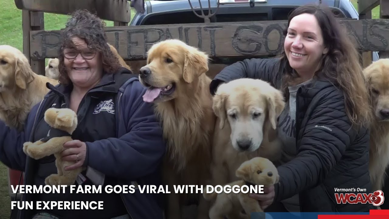 Vermont farm goes viral with doggone fun experience