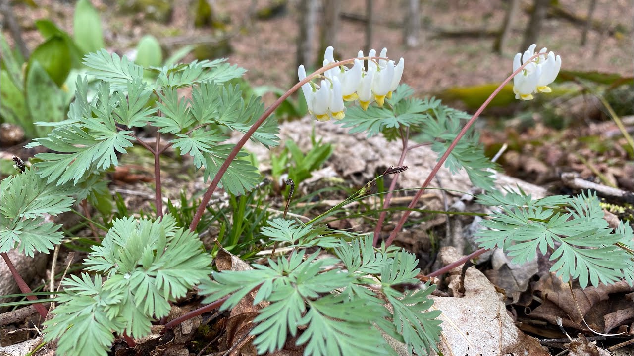 Road side plant diversity and forage #explore #nature #mountains #adventure #wilderness #forage