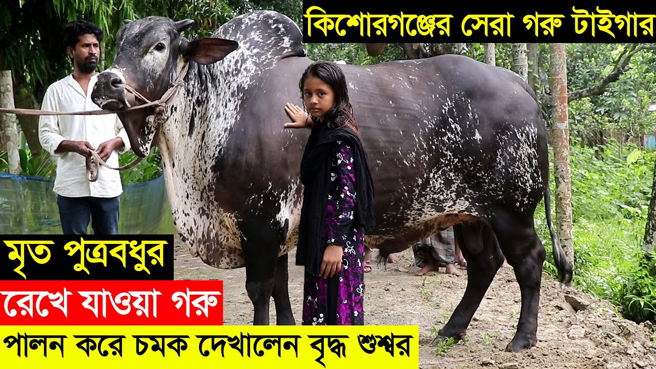 মৃত পুত্রবধুর রেখে যাওয়া বড় গরু পালন করে চমক দেখালেন বৃদ্ধ শুশ্বর। কিশোরগঞ্জের বড় গরু টাইগার