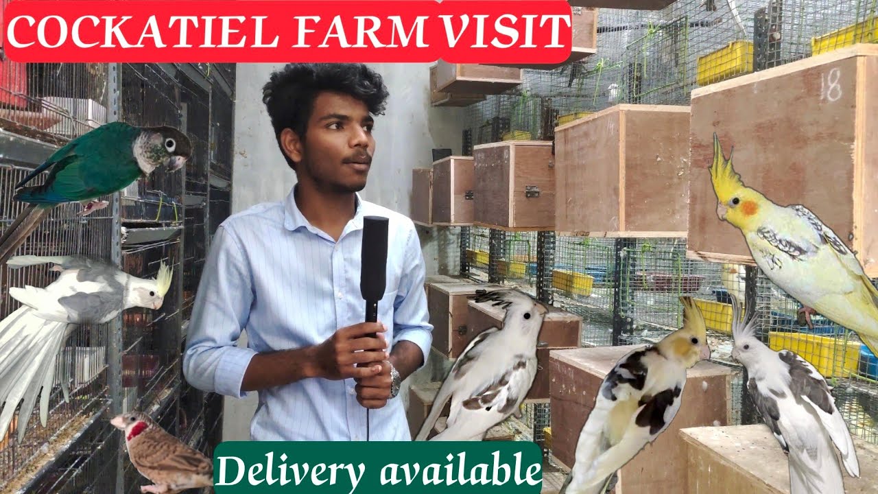Cockatiel birds farm visit #cockatiel #farmvisit #cockatail #birds