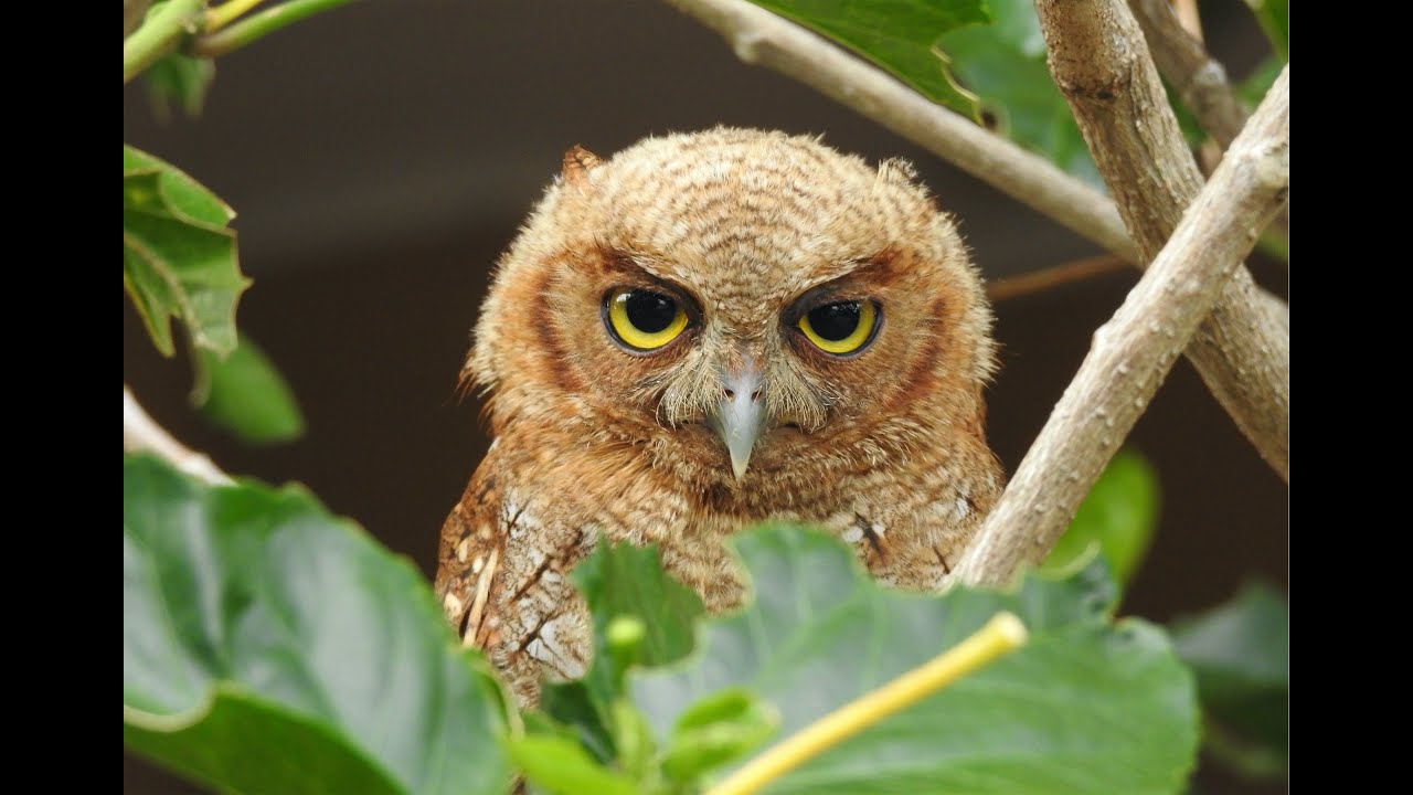 ¿Como cuidar, criar, alimentar, entrenar y liberar a un buho autillo ? Aves, Cetreria y Conservacion
