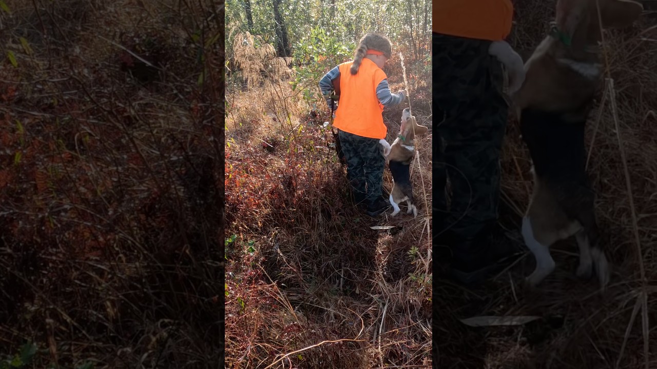 Rabbit dog lost the pack 🤣 #huntingdog  #hunting #rabbithuntingwithbeagles #rabbithunting