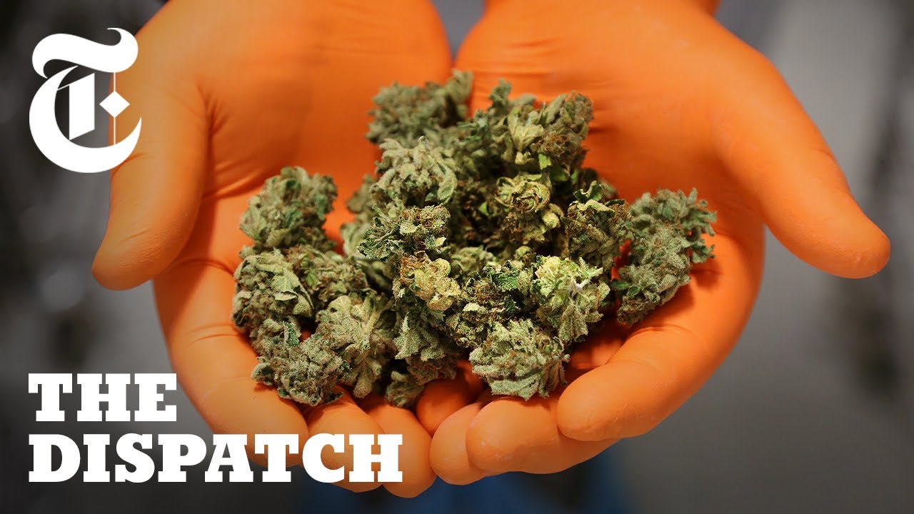 Inside Canada’s New Weed Economy: Meet the Winners and Losers | The Dispatch