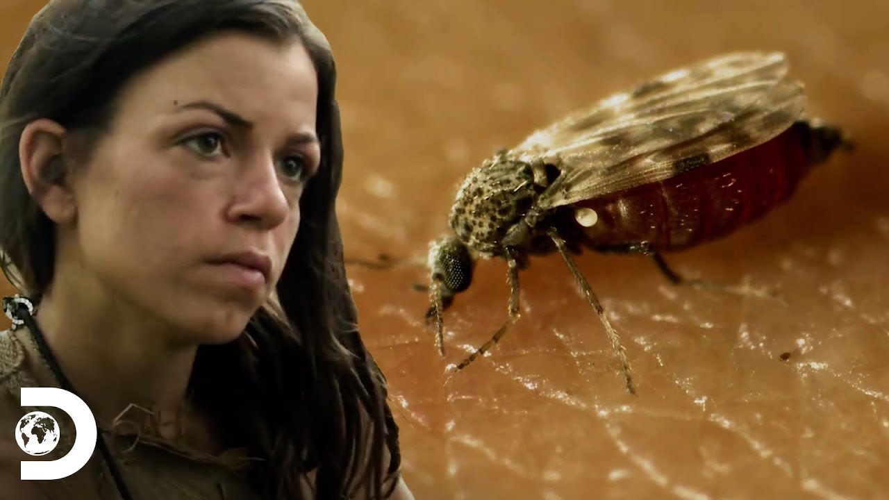 Los insectos los ponen en aprietos | Supervivencia al desnudo | Discovery Latinoamérica