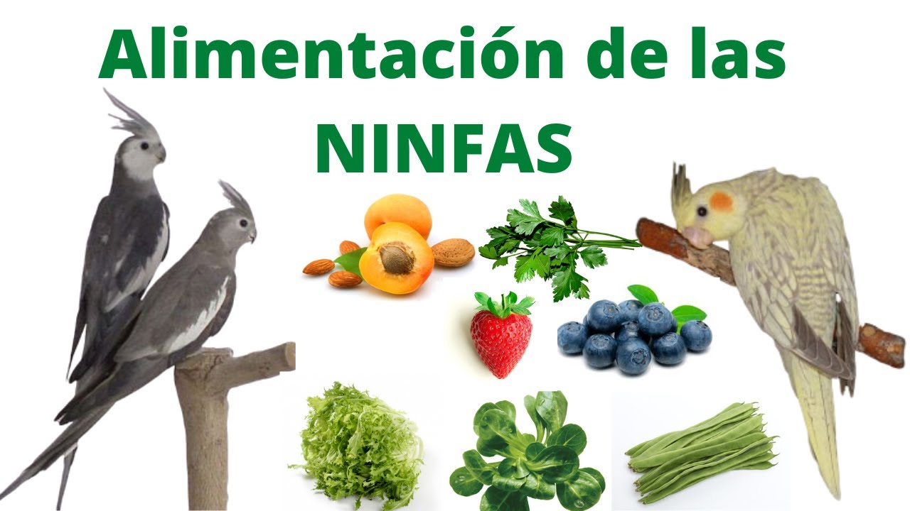 Alimentación para  Ninfas ,  carolina , Cocotilla