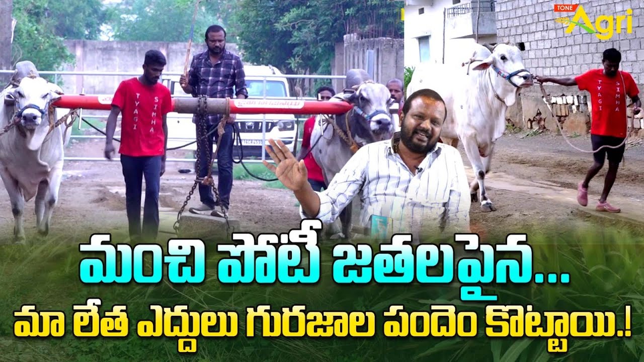 Tyagi and Simha Bulls Victories | మంచి పోటీ జతలపైన.. మా లేత ఎద్దులు గురజాల పందెం కొట్టాయి Tone Agri
