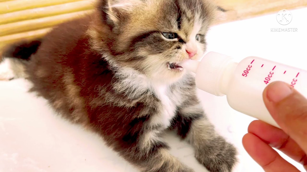 My cat Eating lunch 🐈‍⬛🐈🥗🍼 বিড়ালদের দুপুরের খাবার 🥗