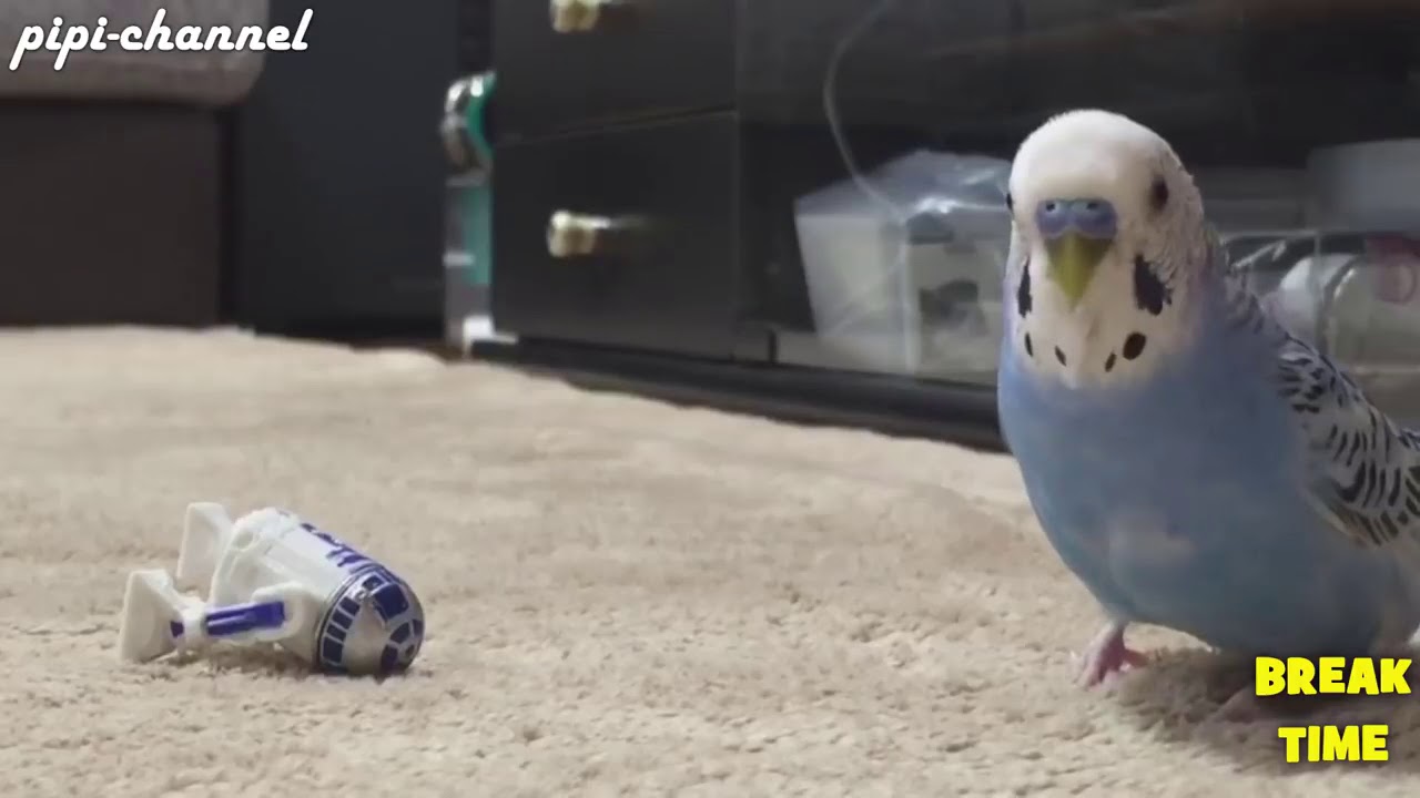 Funny Birds Imitating Electronic Sounds - Parrots Mimic Alarm, Ringtone and More Compilation 2017