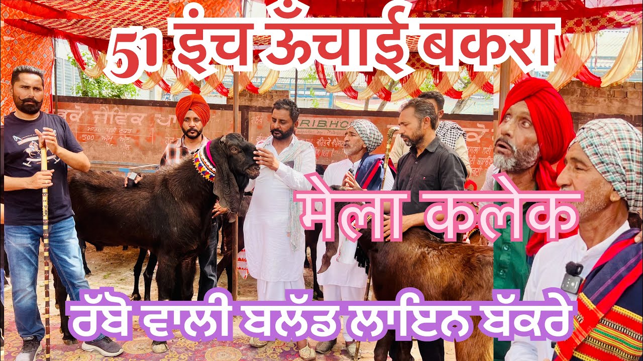 मेला कालेक बकरी 51 इंच ऊँचाई बकरा लाल लोहा #bakramandi #naveedkhangoatfarm #goatfarming #bakramandi 