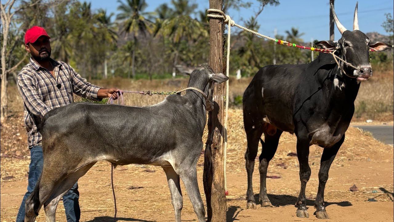 YouTube Shivu Hosadurga shares his experience and opinion about breeding hallikar bulls
