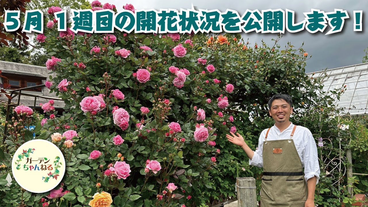 【５月１週目】まつおえんげいのバラ開花状況、公開します！