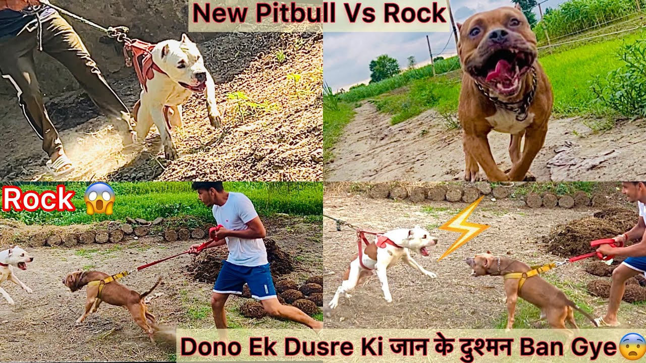 Rock Vs New Aggrashive Pitbull🔥Dono Ek Dusre K Samna😨Khatarnaak Reaction