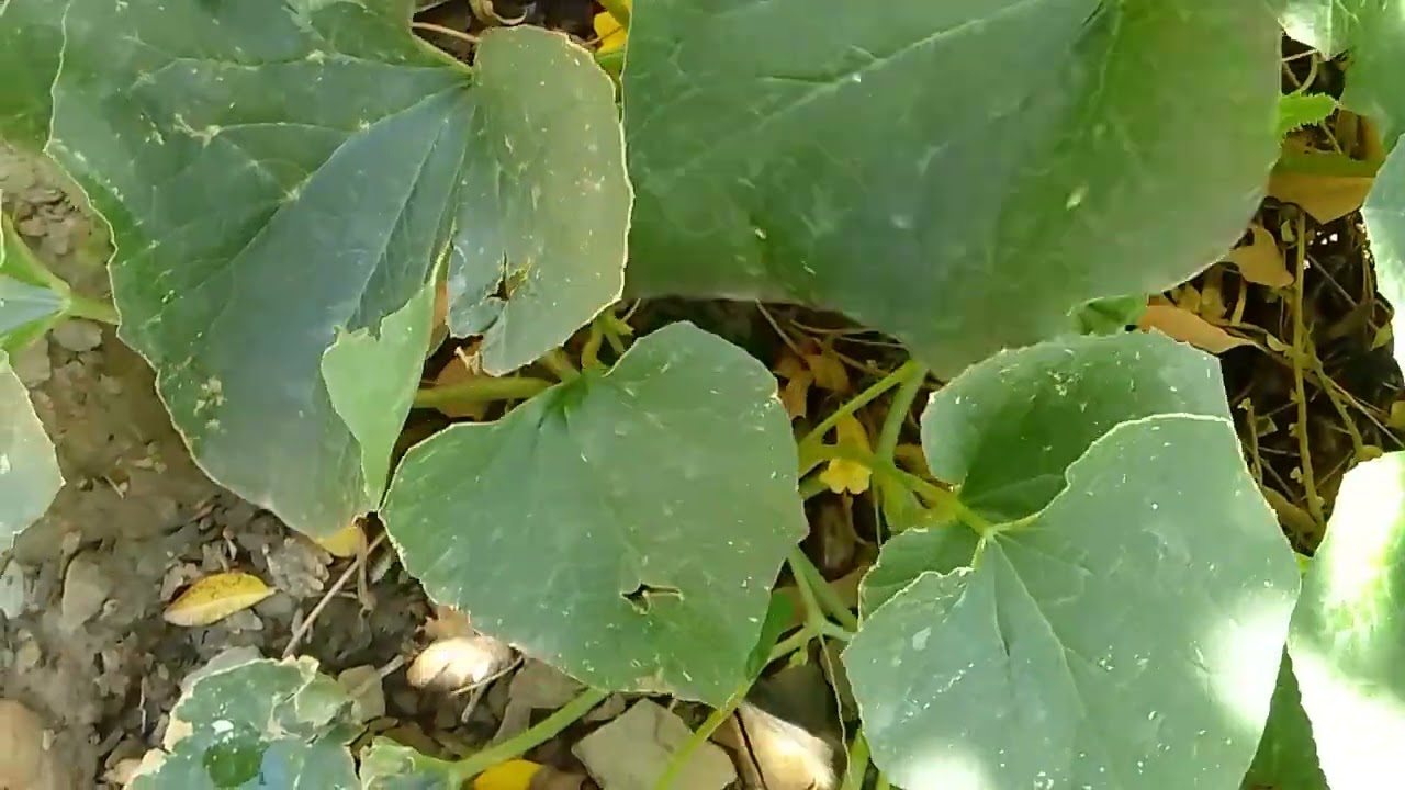 Mostrando um pouco do meu quintal 