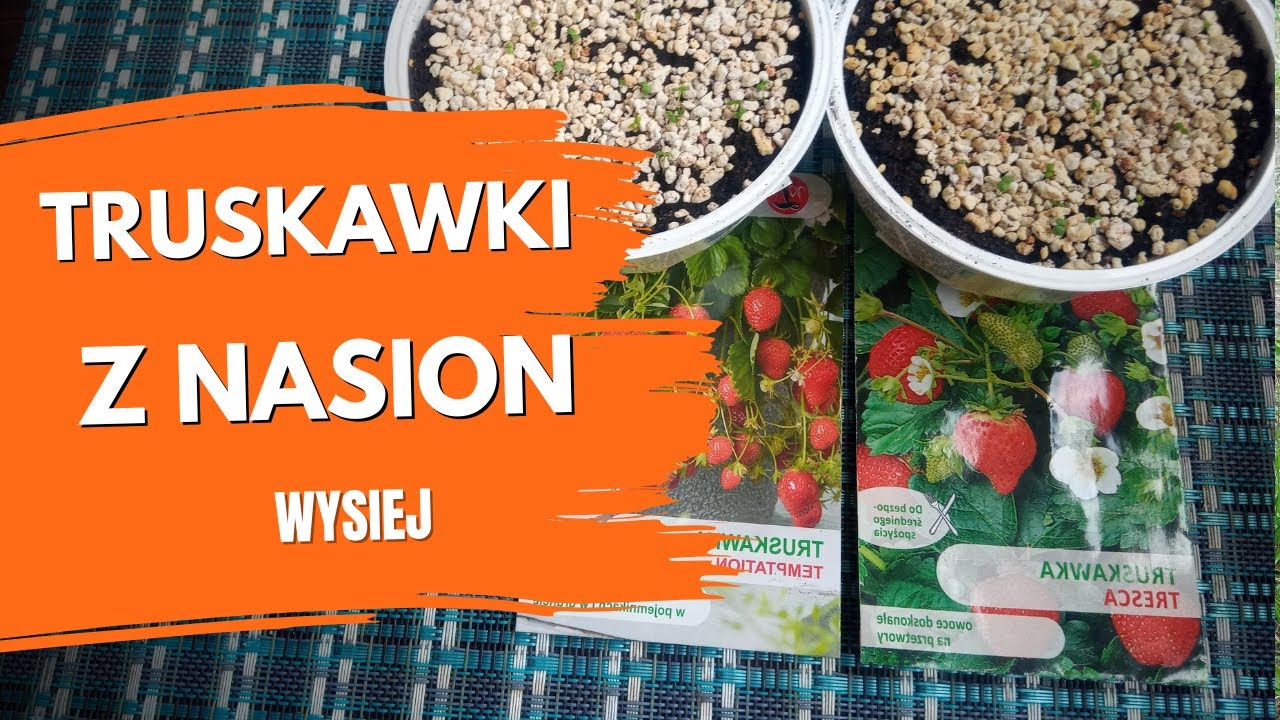 Jak siać truskawki? Siew truskawek. Truskawki z nasion. Rozsada truskawek – kiedy? Porady ogrodnicze