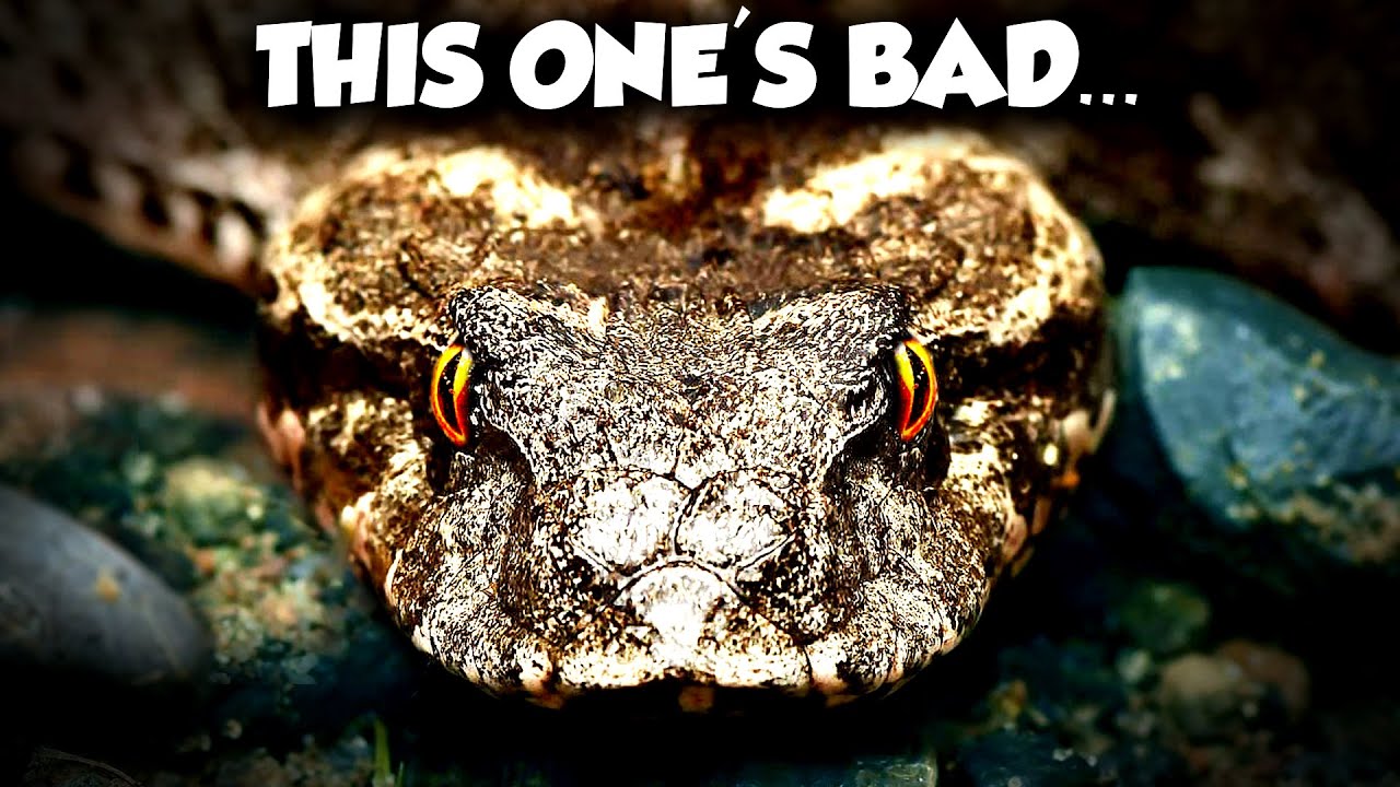 Australia's Forgotten Venomous Snake