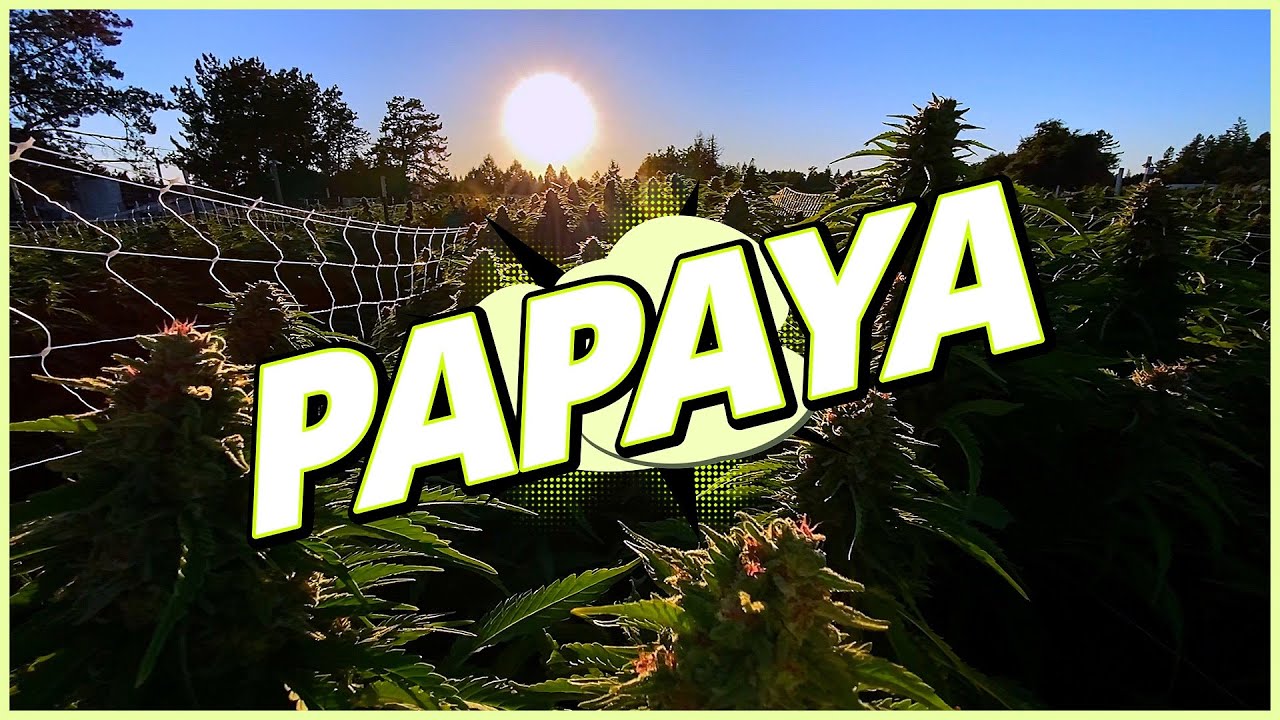 Papaya - LUMA California Farms - Papaya Strain