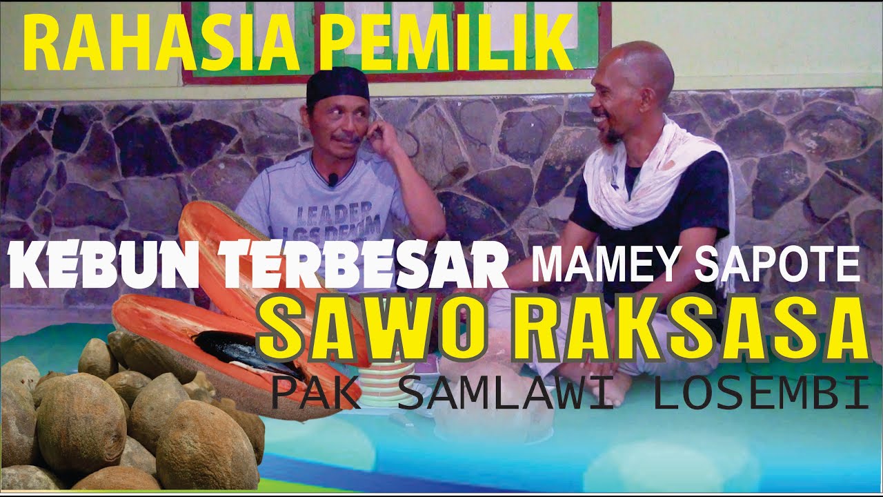 Rahasia Pemilik MAMEY SAPOTE SAWO RAKSASA PAK SAMLAWI