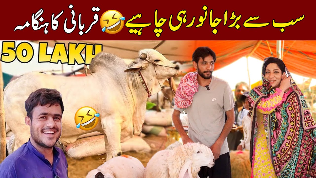 Sab Sey Bara Janwar Hi Chahiye | Bakra Funny Show 2025