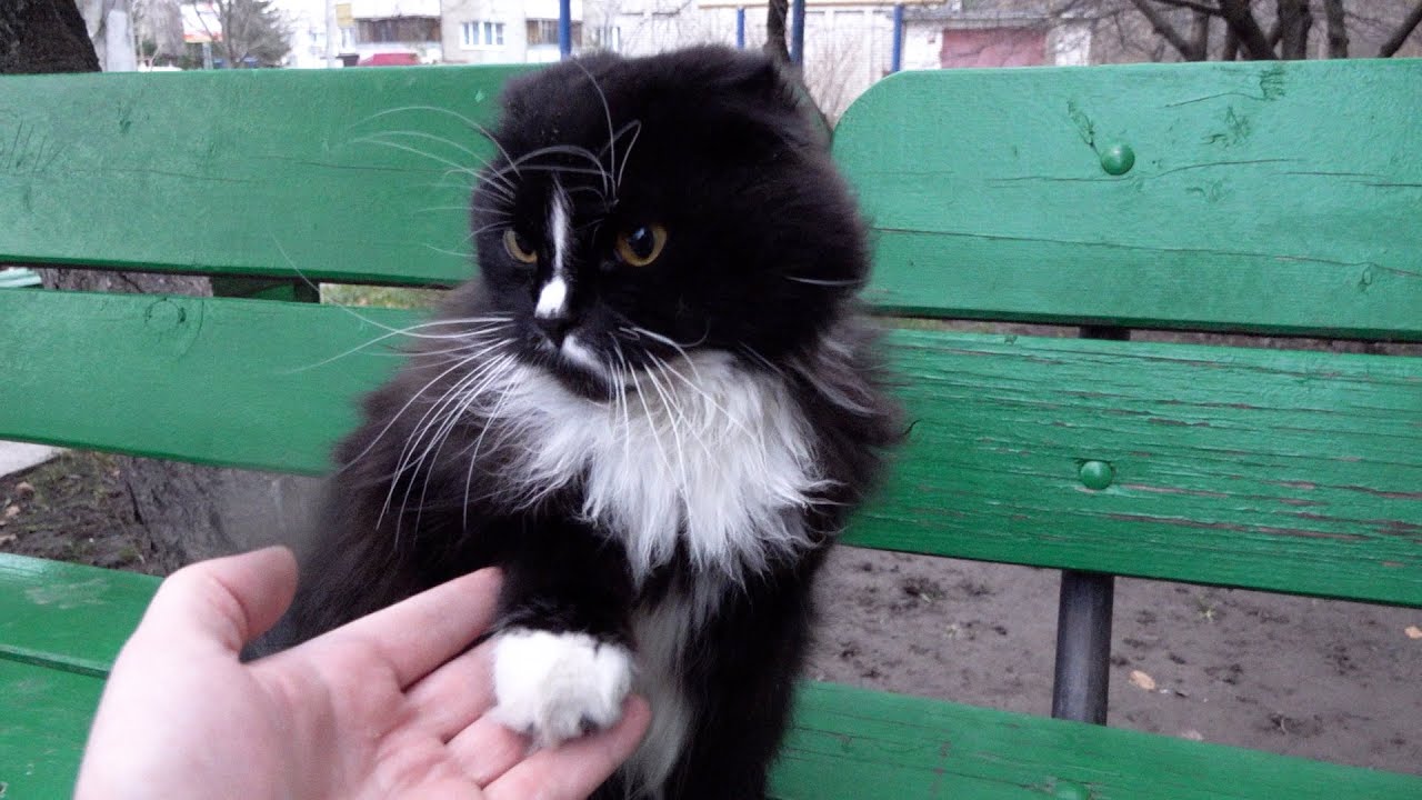 Fluffy cat is in love with Robin Seplut