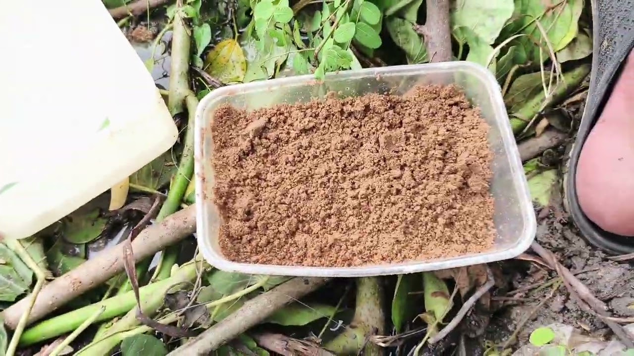 Mancing ikan di sungai kecil di lamongan Jawa Timur.... 