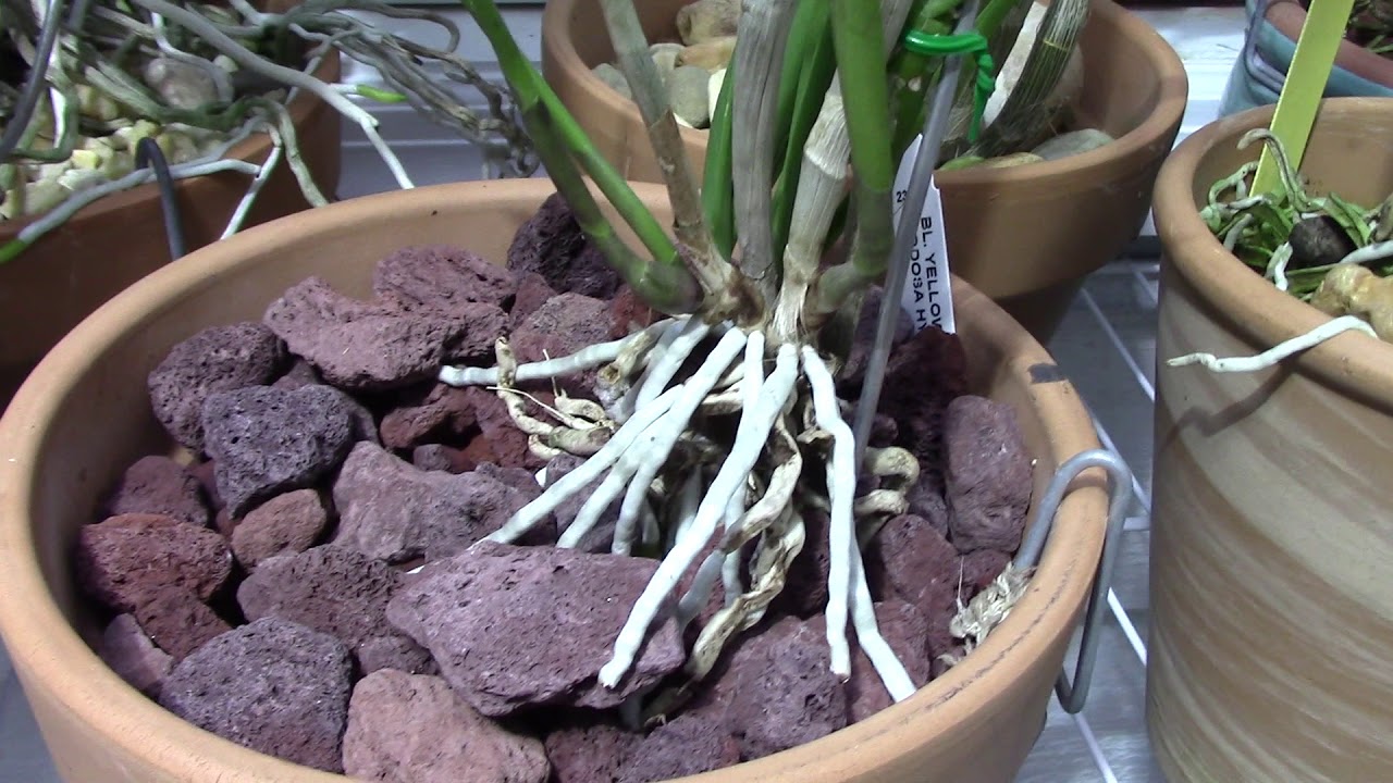 Orchids......quick look at new growths, roots and some chat