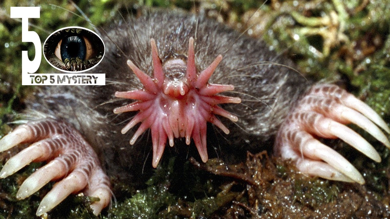 TOP 5 MYSTERY  - Top 10 ugliest animal world