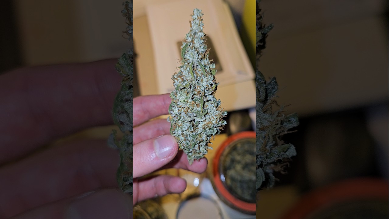 Weed durban poison magnificent buds