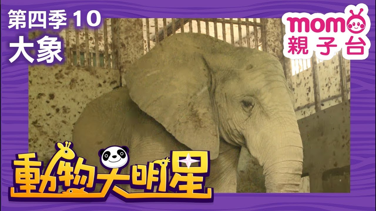 動物大明星 S4【大象】第4季 第10集｜認識動物｜自然生態｜魚類｜爬蟲類｜昆蟲｜海洋生物｜哺乳類｜Animal big star｜兒童電視節目【親子台｜官方HD完整版】momokids