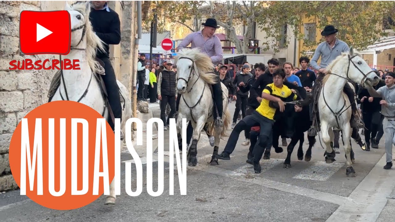 Bandido du dimanche A.M ➡️ Mudaison 🇫🇷17/11/24 Manades TOMMY & LAFON 😁#bandidos #aficionados