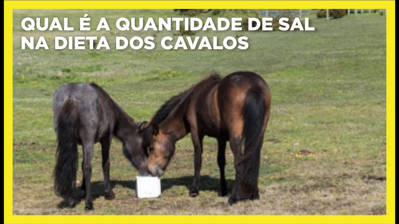 Qual é a quantidade de sal na dieta dos cavalos