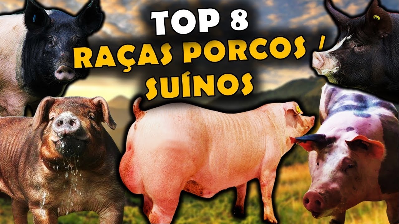 AS 8 PRINCIPAIS RAÇAS DE PORCO NO BRASIL - RAÇAS DE SUÍNOS USADAS NO BRASIL