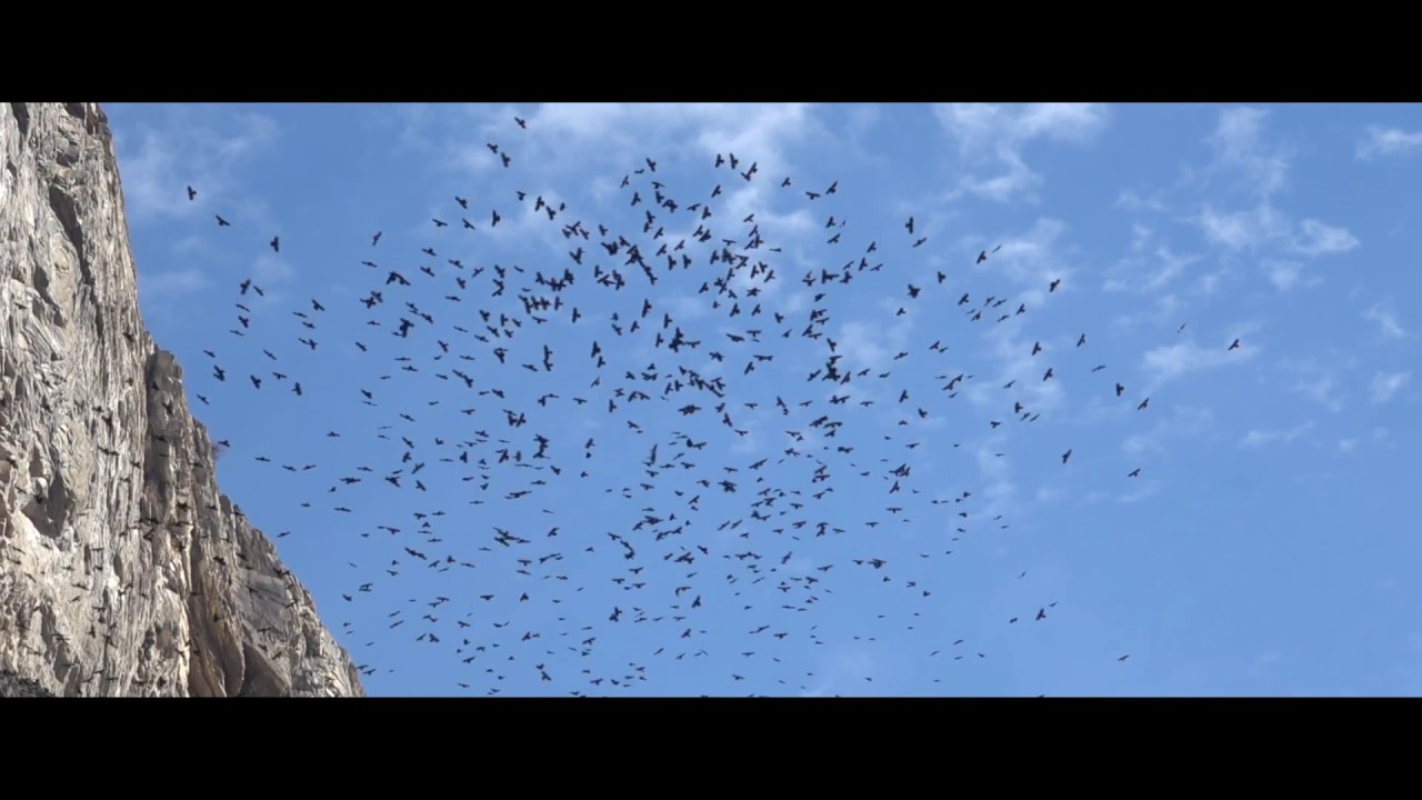 Alpine choughs, Golden Eagle