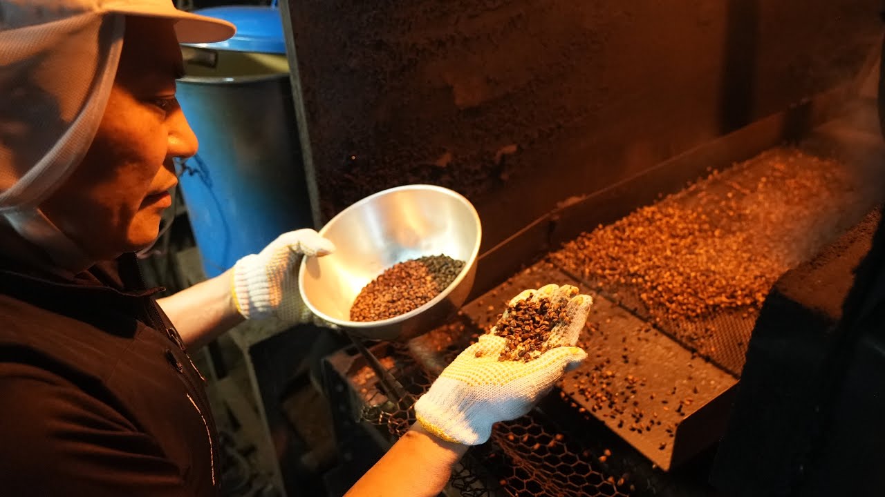 日本高级麦茶的制作过程：用沙子烘焙出浓郁香气