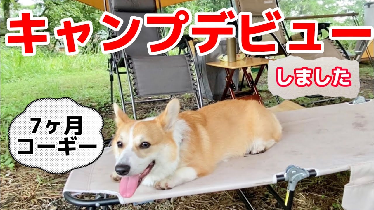 人、犬好きコーギーが刺激の多い初キャンプにチャレンジした結果は...笑😃前編