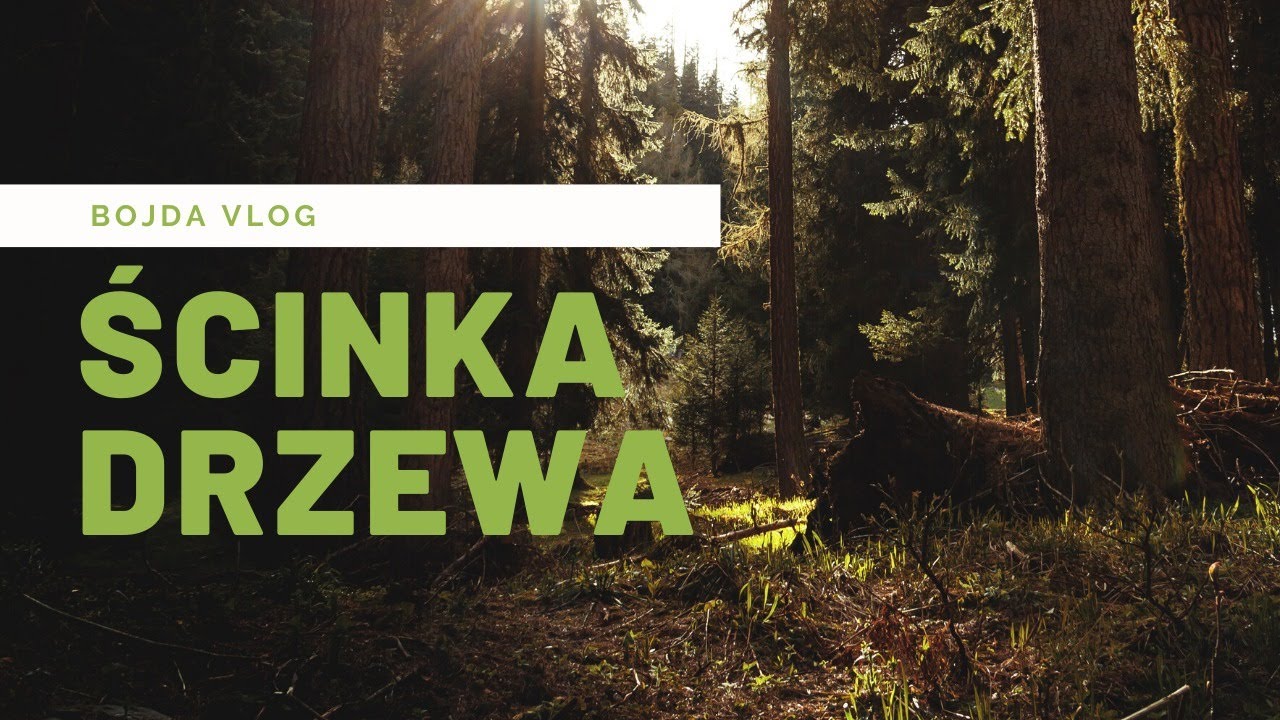 Sprzęt leśny , ścinka drzewa