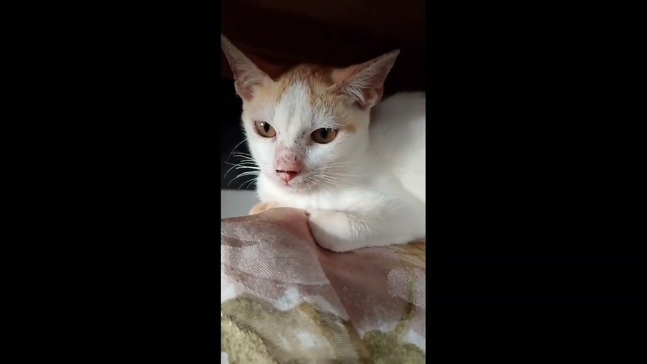 Condolence s pusa ko sinakmal sya ng aso Kya patay n sya😭😭😭