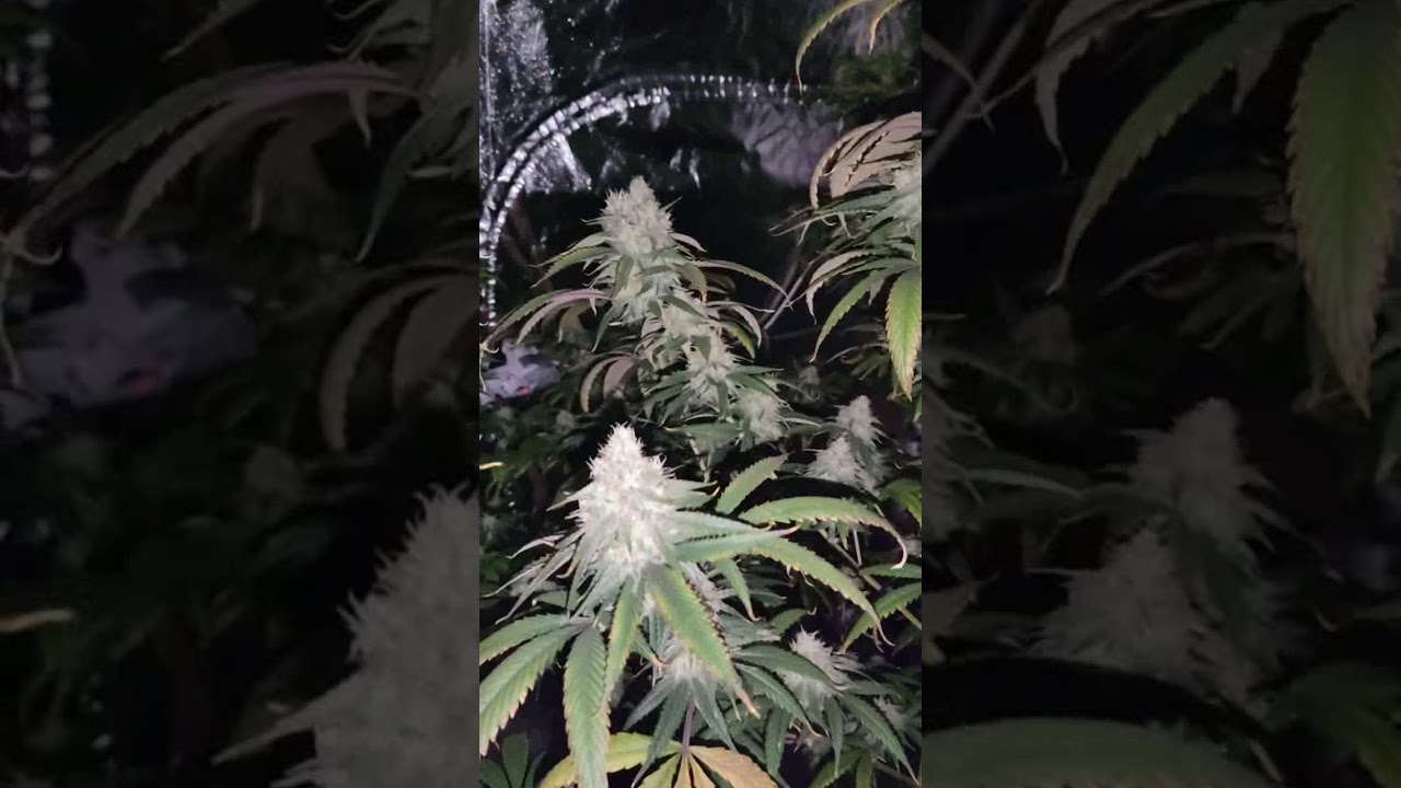 Zombie Kush 🧟🔥🔥✂️🍁🤙🙌🤤😈⛽💚💚 57 day of flowering ✌️✌️