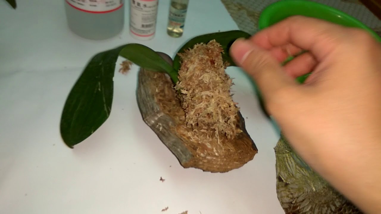 蝴蝶蘭爛根處理方式